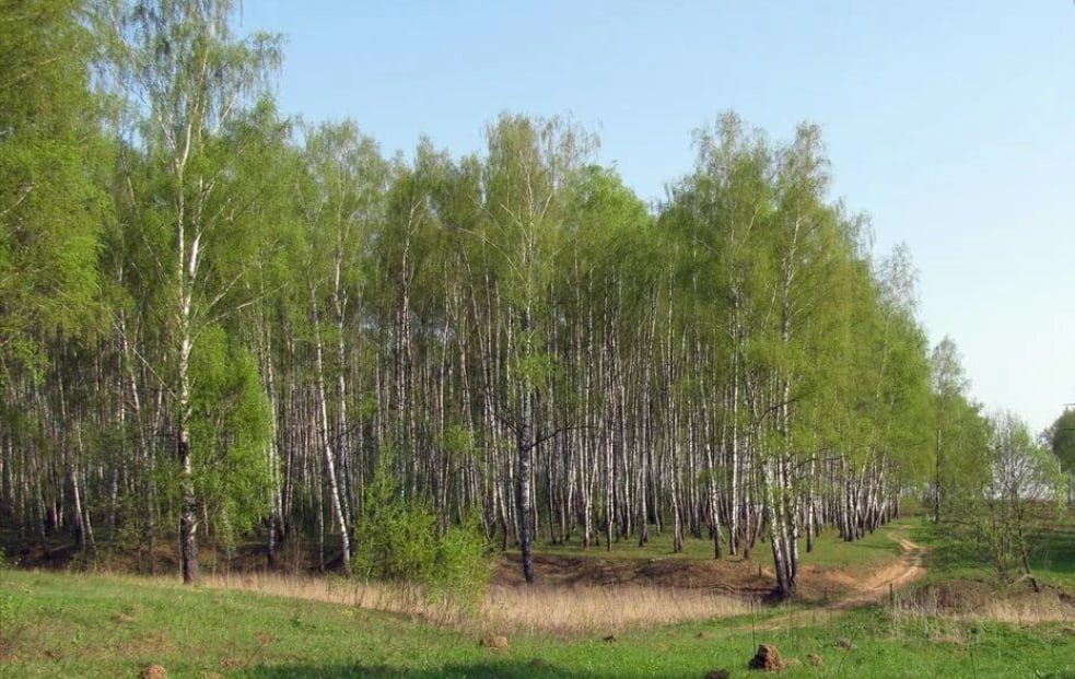 Ушмарский лес - 2