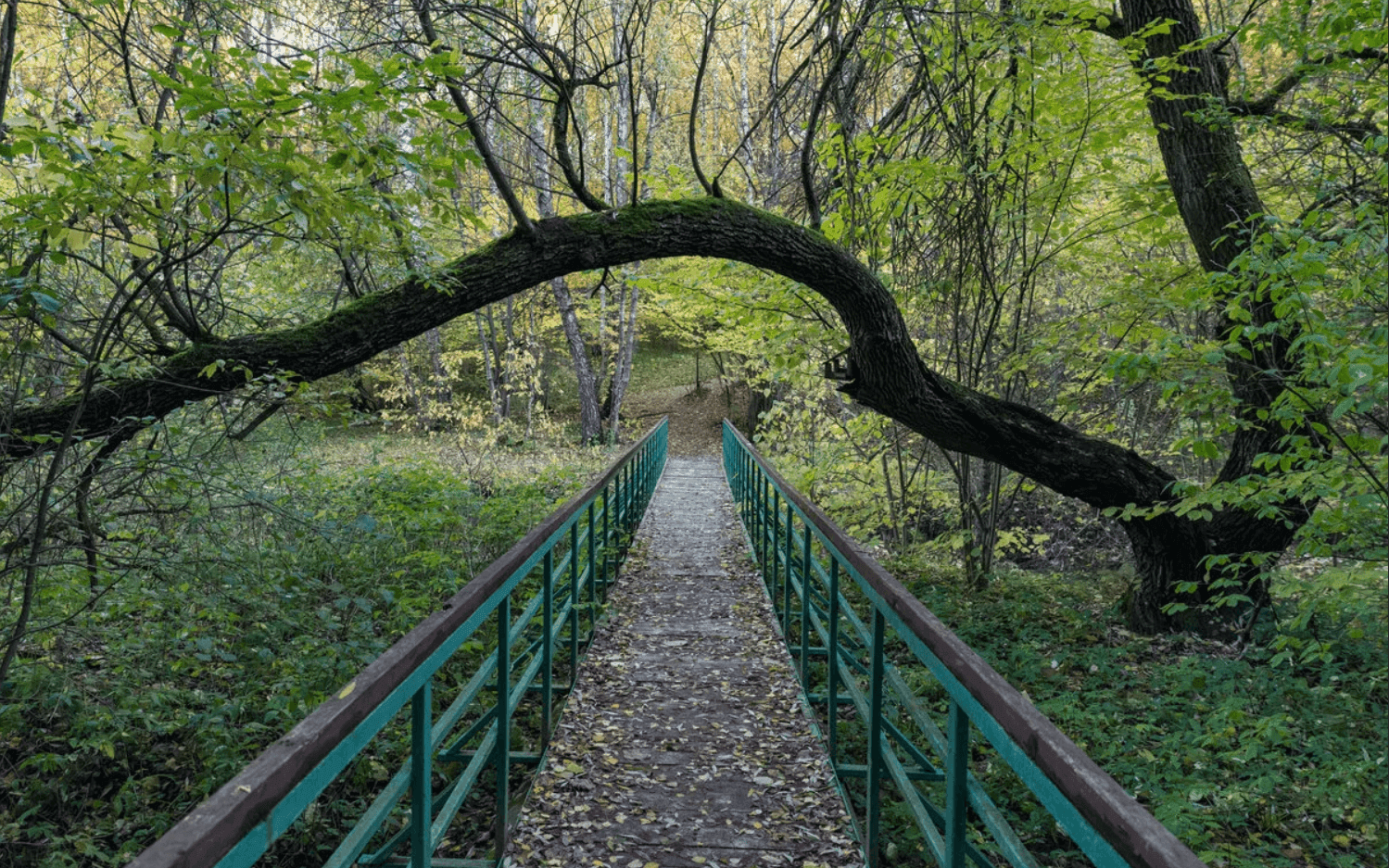 Парк «Битцевский лес» - 4