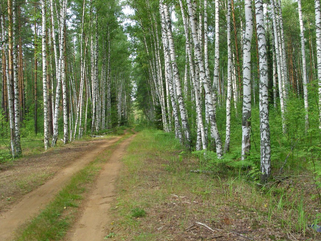 Черустинский лес - 2