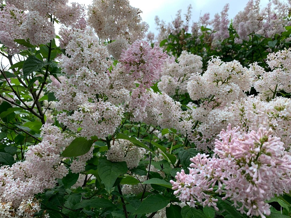 Самотечный бульвар - 2