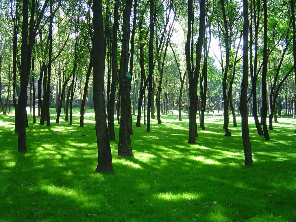 Городской парк культуры и отдыха «Бабушкинский» - 1
