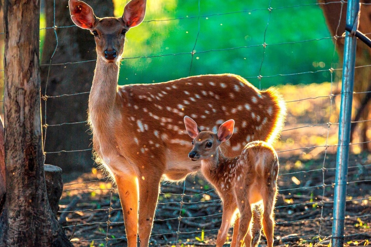 Домик хоббита на оленьей ферме Deer Farm - 5