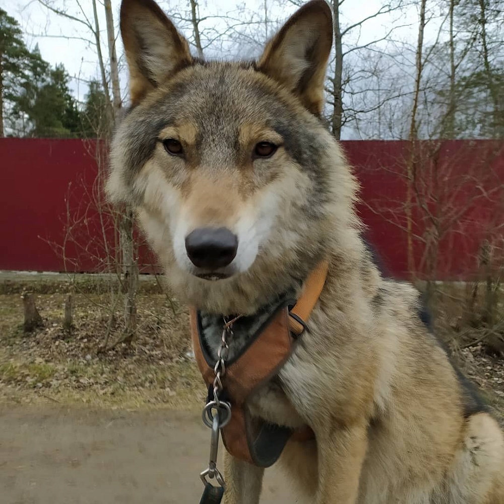 «Дом волка» в Ступино - 3
