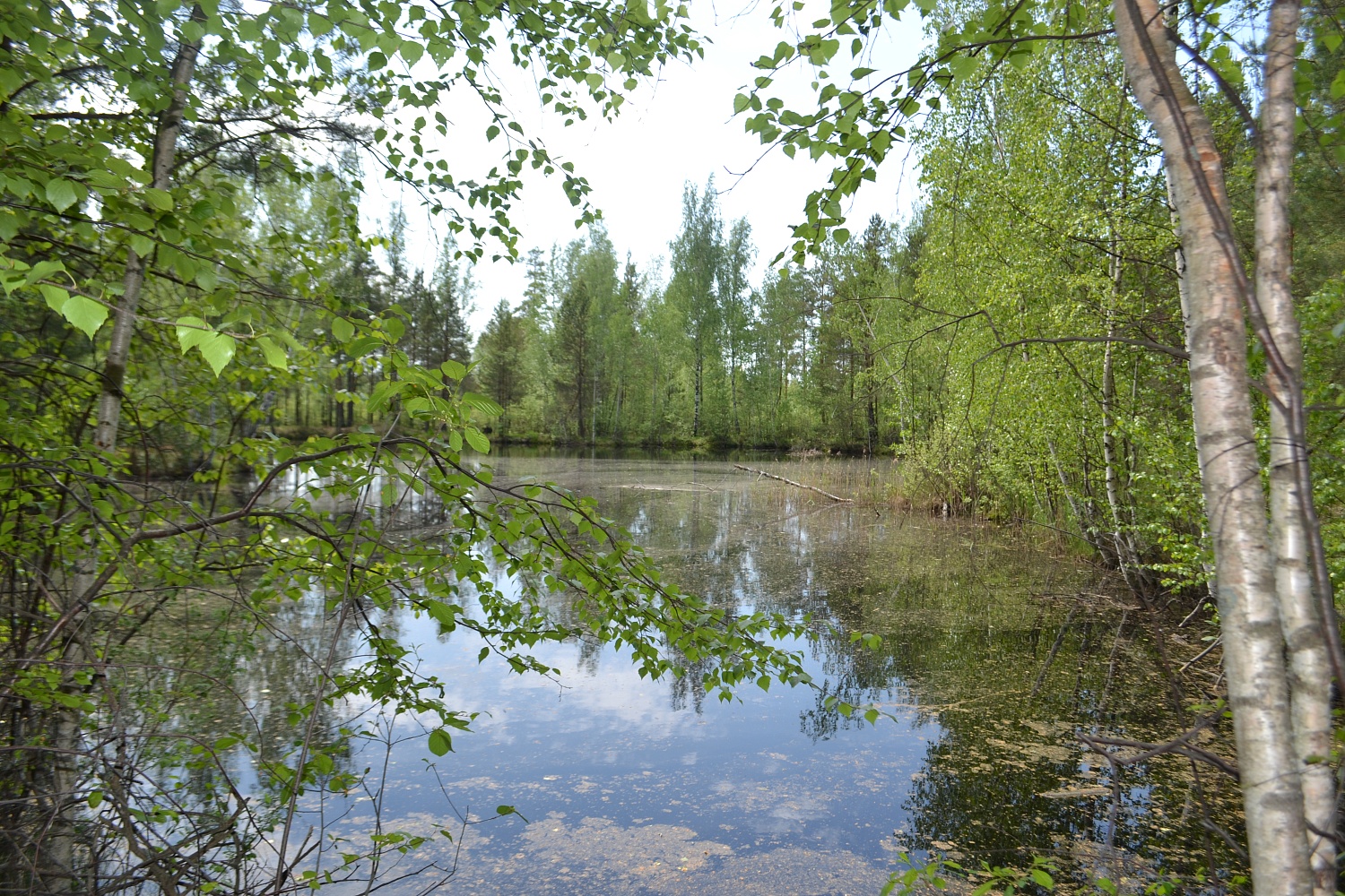 Черустинский лес - 1