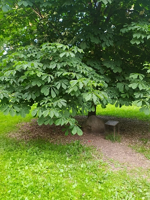 Дерево Мира