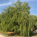 Парк Дружбы - 2