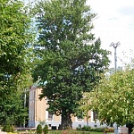 Тополь Петра l - 7
