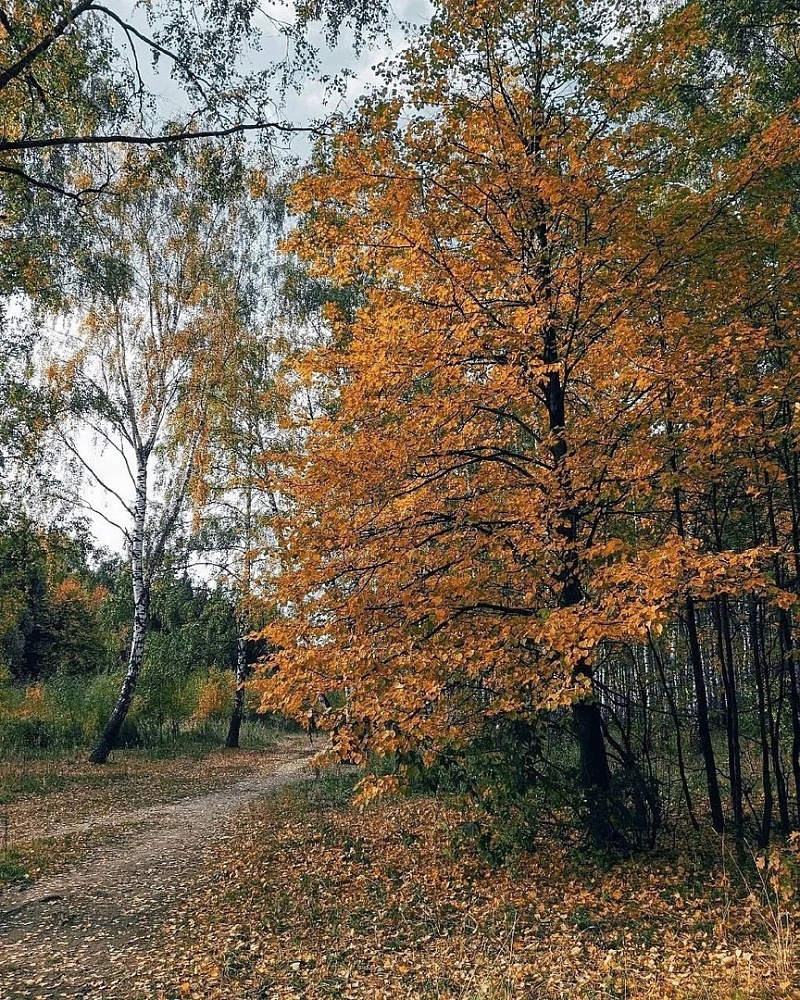 Ушмарский лес - 1
