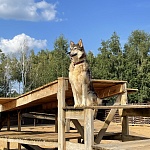 Хаски-деревня «Рузская Аляска» - 8